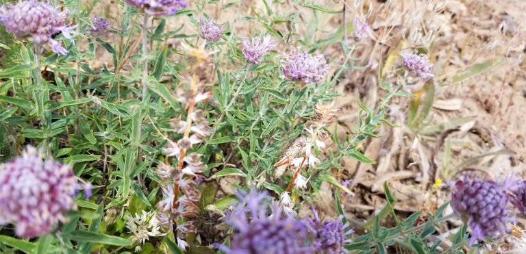 Wildflowers galore sprinkle the Blue Mountain hillside