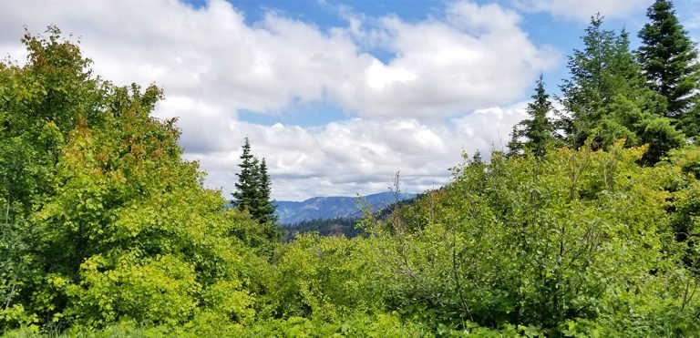 Tiger Ridge Trail