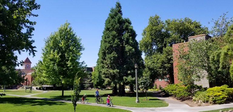 Biking our way through the Big Trees at Whitman College