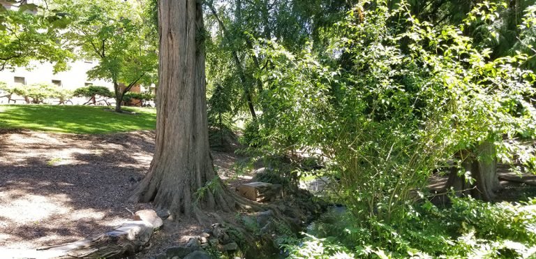 Shading the creek, this big tree is old and beautiful