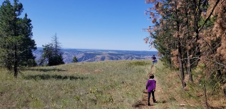 Following the trail out of the forest to big views of the Blue Mountains