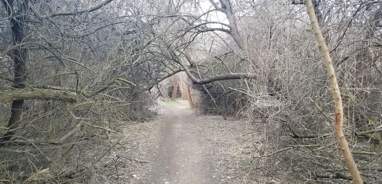 Secret garden like canopy at the Chamna Natural Preserve