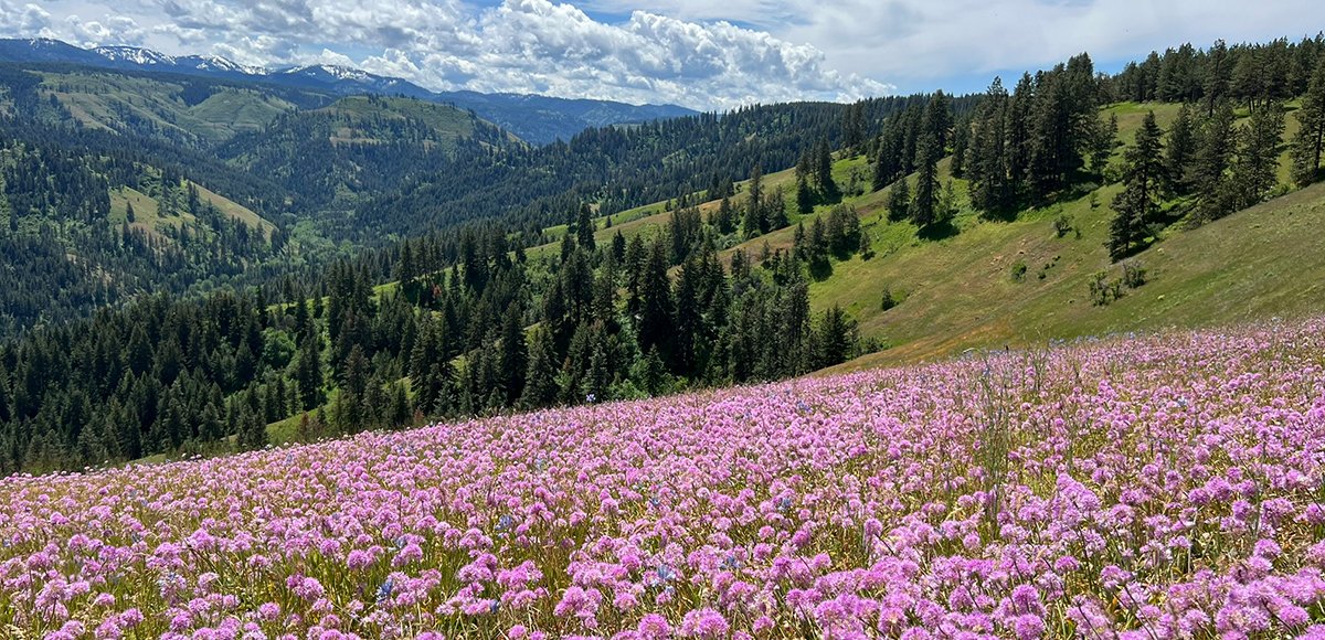 Spring at Jasper Mountain Reserve